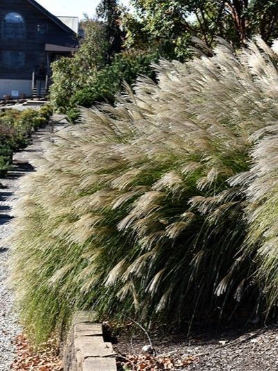 Мискантус китайский Грацилимус / Miscanthus sinensis Gracillimus 27248 фото