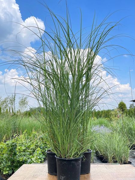 Мискантус китайский Грацилимус / Miscanthus sinensis Gracillimus 27248 фото