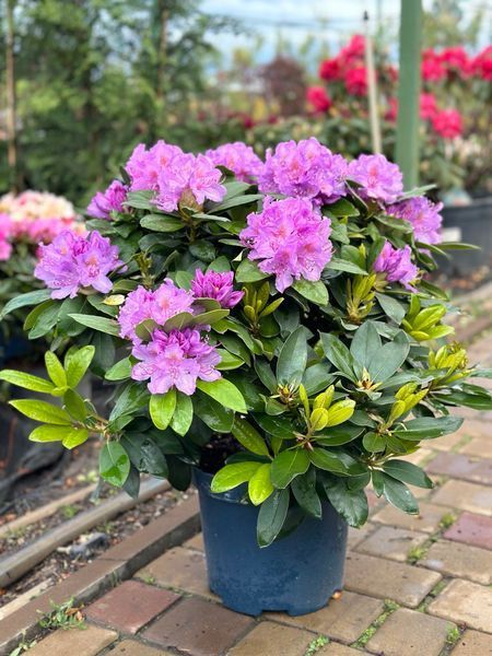Рододендрон катевбинский Грандифлорум / Rhododendron catawbiense Grandiflorum 33311 фото
