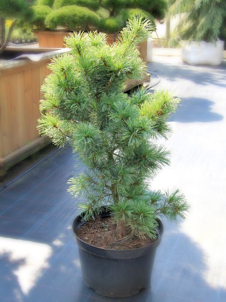 Сосна дрібноквіткова Шунс Бонсай / Pinus parviflora Schoon's Bonsai 24634 фото