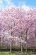 Слива мелкопильчатая Акколейд / Prunus serrulata Accolade 35588 фото 1