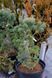 Сосна дрібноквіткова Шунс Бонсай / Pinus parviflora Schoon's Bonsai 24634 фото 4