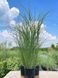 Мискантус китайский Грацилимус / Miscanthus sinensis Gracillimus 27248 фото 2