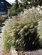 Мискантус китайский Грацилимус / Miscanthus sinensis Gracillimus 27248 фото 3