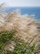 Мискантус китайский Грацилимус / Miscanthus sinensis Gracillimus 27248 фото 1