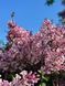 Сирень мелколистная Джози / Syringa microphylla Josee 31183 фото 2