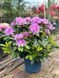 Рододендрон катевбинский Грандифлорум / Rhododendron catawbiense Grandiflorum 33311 фото 2
