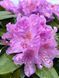 Рододендрон катевбинский Грандифлорум / Rhododendron catawbiense Grandiflorum 33311 фото 1