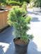 Сосна дрібноквіткова Шунс Бонсай / Pinus parviflora Schoon's Bonsai 24634 фото 2