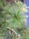 Сосна дрібноквіткова Шунс Бонсай / Pinus parviflora Schoon's Bonsai 24634 фото 3