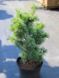 Сосна дрібноквіткова Шунс Бонсай / Pinus parviflora Schoon's Bonsai 24634 фото 1