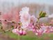 Слива мелкопильчатая Акколейд / Prunus serrulata Accolade 35588 фото 2