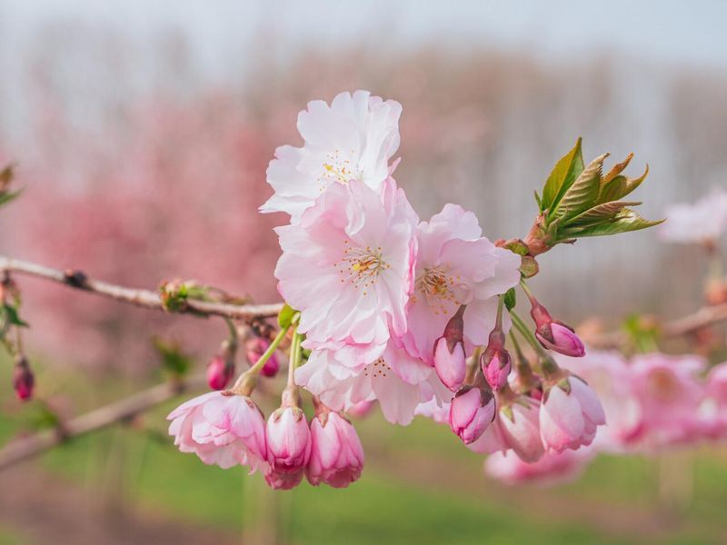 Слива мелкопильчатая Акколейд / Prunus serrulata Accolade 35588 фото