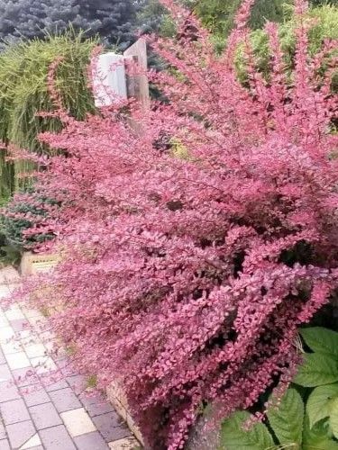 Барбарис Тунберга Фламинго / Berberis thunbergii Flamingo 27333 фото