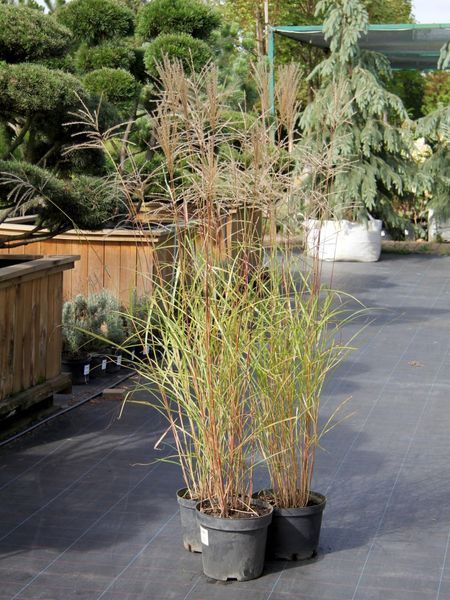 Міскантус китайський Клейн Фонтан / Miscanthus sinensis Kleine Fontaine 27250 фото