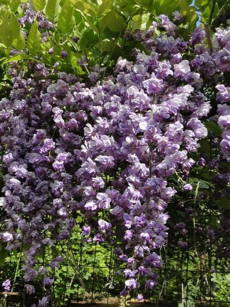 Гліцінія флорибунда Блек Драгон / Wisteria floribunda Black Dragon 33517 фото