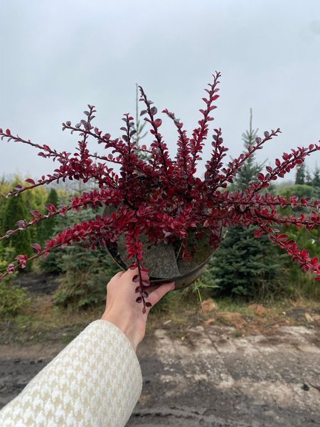 Кизильник горизонтальный / Cotoneaster horizontalis 23743 фото