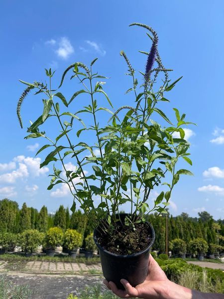 Вероника длиннолистая синяя / Veronska longifolia blue 31217 фото