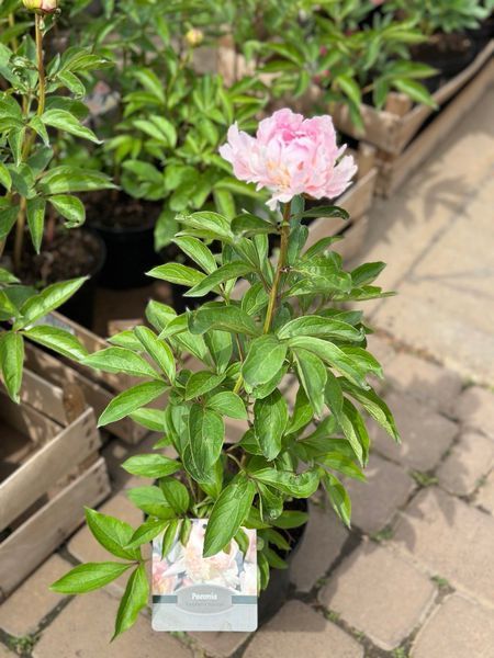 Півонія трав'яниста Распберрі Сандей / Paeonia LD Raspberry Sundae 30987 фото