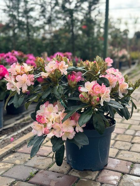 Рододендрон якушиманский Перси Вайсман / Rhododendron yakushimanum Percy Wiseman 30374 фото