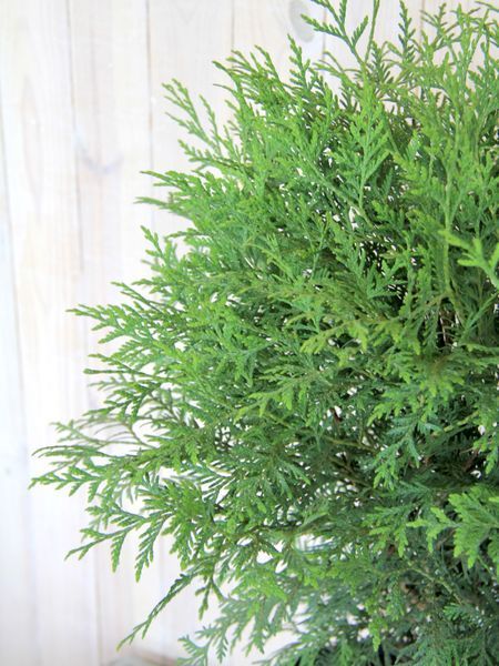 Туя западная Глобоза / Thuja occidentalis Globosa 27448 фото