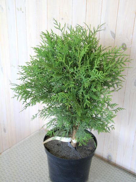 Туя западная Глобоза / Thuja occidentalis Globosa 27448 фото