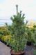 Сосна м'яка Цесаріні Блю / Pinus flexilis Cesarini Blue 33403 фото 1