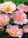 Півонія трав'яниста Распберрі Сандей / Paeonia LD Raspberry Sundae 30987 фото 1