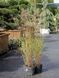 Міскантус китайський Клейн Фонтан / Miscanthus sinensis Kleine Fontaine 27250 фото 2