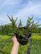 Кизильник горизонтальный / Cotoneaster horizontalis 23743 фото 1