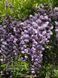 Гліцінія флорибунда Блек Драгон / Wisteria floribunda Black Dragon 33517 фото 2