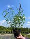 Вероника длиннолистая синяя / Veronska longifolia blue 31217 фото 2