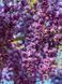 Гліцінія флорибунда Блек Драгон / Wisteria floribunda Black Dragon 33517 фото 1