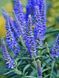 Вероника длиннолистая синяя / Veronska longifolia blue 31217 фото 1