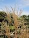 Міскантус китайський Клейн Фонтан / Miscanthus sinensis Kleine Fontaine 27250 фото 1