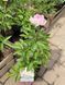 Півонія трав'яниста Распберрі Сандей / Paeonia LD Raspberry Sundae 30987 фото 2