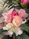 Рододендрон якушиманский Перси Вайсман / Rhododendron yakushimanum Percy Wiseman 30374 фото 1