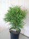 Туя западная Глобоза / Thuja occidentalis Globosa 27448 фото 3