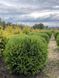 Туя западная Глобоза / Thuja occidentalis Globosa 27448 фото 1