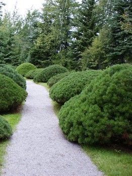 Сосна гірська Мугус / Pinus mugo Mughus 33436 фото