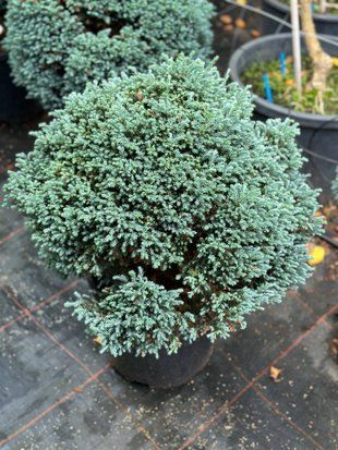 Кипарисовик горохоплідний Блю Мун / Chamaecyparis pisifera Blue Moon 34645 фото