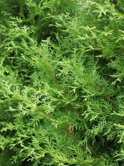 Туя западная Столвик / Thuja occidentalis Stolwijk 34178 фото