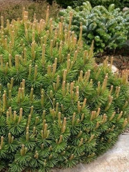 Сосна гірська Мугус / Pinus mugo Mughus 33436 фото