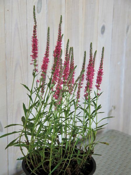 Вероніка колоскова Ротфучс / Veronica spicata Rotfuchs 28473 фото