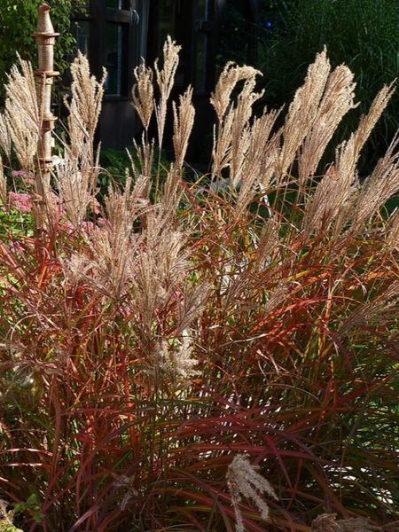 Міскантус китайський Ред Чіф / Miscanthus sinensis Red Chief 31466 фото