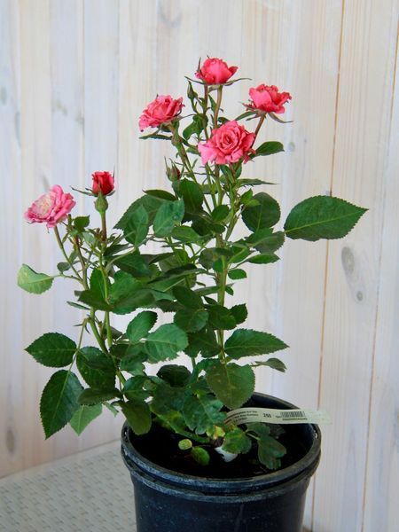 Роза миниатюрная Хот Кисc Кордана / Rose Hot Kiss Kordana 27979 фото
