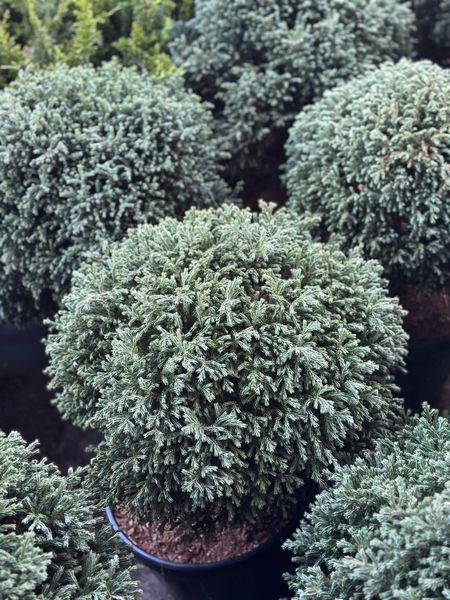 Кипарисовик горохоплодный Блю Мун / Chamaecyparis pisifera Blue Moon 34645 фото