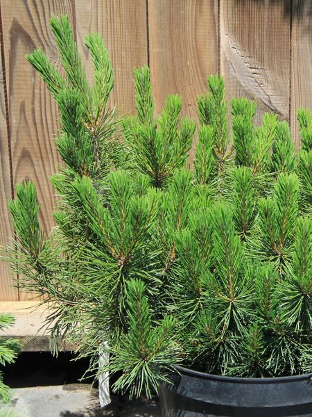 Сосна гірська Мугус / Pinus mugo Mughus 33436 фото