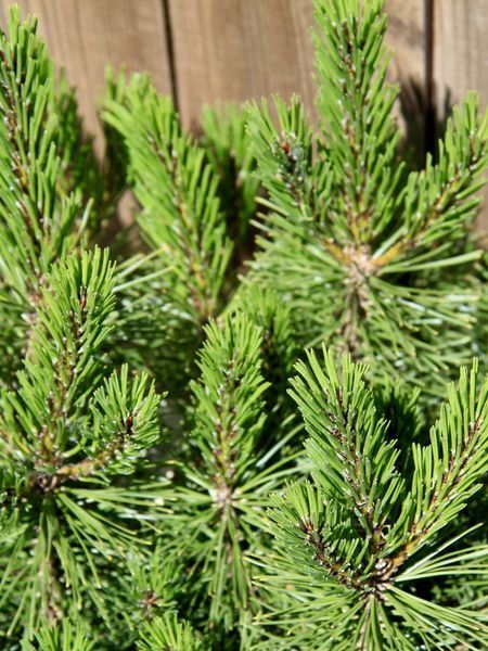Сосна гірська Мугус / Pinus mugo Mughus 33436 фото