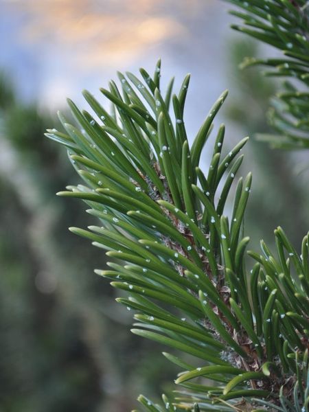 Сосна остиста / Pinus aristata 34478 фото